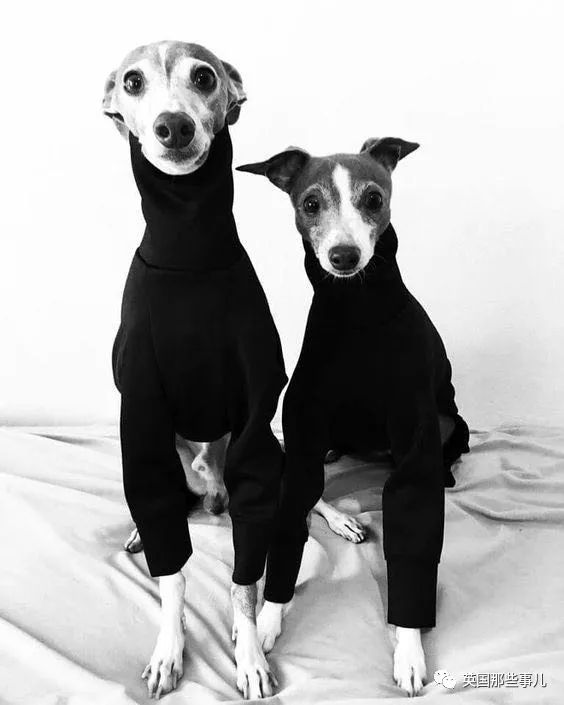 猎犬自是山上丧,归根到底终须离!指是猜一最佳生肖详细解答、解释与落实、前沿解答解释落实